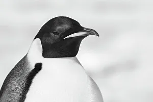 Mature Prints: Antarctica, Weddell Sea, Snow Hill colony. Emperor penguin head close-up