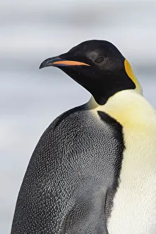 Images Dated 24th December 2022: Antarctica, Weddell Sea, Snow Hill colony. Emperor penguin head close-up