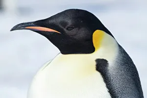 Images Dated 24th December 2022: Antarctica, Weddell Sea, Snow Hill colony. Emperor penguin head close-up