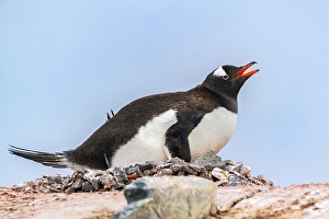 Images Dated 17th April 2024: Antarctica, Wiencke Island, Damoy Point