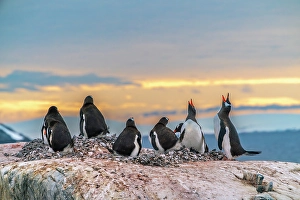 Images Dated 17th April 2024: Antarctica, Wiencke Island. Gentoo penguins in rookery at sunset