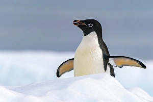 Yalour Islands Prints: Antarctica, Yalour Islands. Adelie penguin close-up
