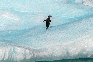 Yalour Islands Prints: Antarctica, Yalour Islands. Adelie penguin on iceberg