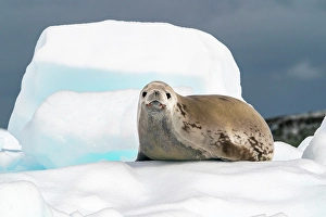 Images Dated 17th April 2024: Antarctica, Yalour Islands. Crabeater seal on iceberg