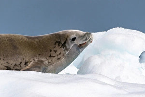 Images Dated 17th April 2024: Antarctica, Yalour Islands. Crabeater seal on iceberg