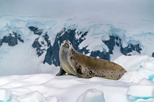 Images Dated 17th April 2024: Antarctica, Yalour Islands. Crabeater seal on iceberg