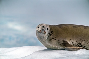 Images Dated 17th April 2024: Antarctica, Yalour Islands. Crabeater seal on iceberg