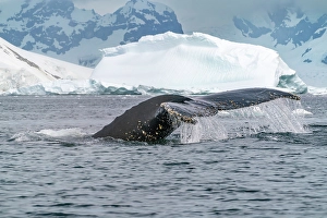 Images Dated 17th April 2024: Antarctica, Yalour Islands. Humpback whale fluke close-up