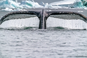 Images Dated 17th April 2024: Antarctica, Yalour Islands. Humpback whale fluke close-up
