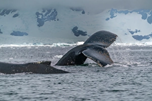 Images Dated 17th April 2024: Antarctica, Yalour Islands. Humpback whales close-up