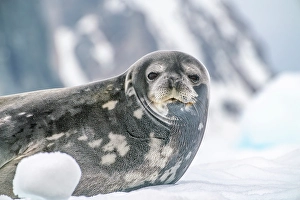 Seal Prints: Antarctica, Yalour Islands. Weddell seal on iceberg