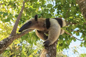 Anteater (Myrmecophaga tridactyla) at rehab center and forest preserve on Mango Key