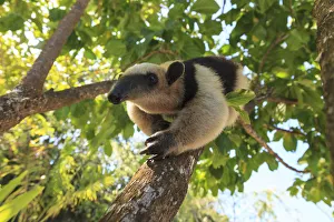 Anteater (Myrmecophaga tridactyla) at rehab center and forest preserve on Mango Key