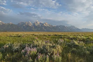 Antelope Flats lupines and sagebrush. Grand Teton National Park Antelope Flats lupines and sagebrush. Grand Teton National Park