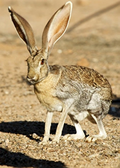 Hare Prints: An antelope jackrabbit (Lepus alleni) alert for danger