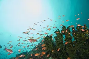 Images Dated 24th February 2008: Anthias fish (Pseudanthias squamipinnis) Underwater Sea Life at Verde Island near Puerto Gallera
