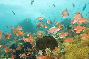 Images Dated 24th February 2008: Anthias fish (Pseudanthias squamipinnis) Underwater Sea Life at Verde Island near Puerto Gallera