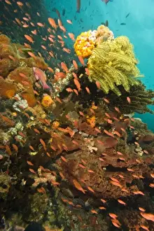 Anthias fish (Pseudanthias squamipinnis) Underwater Sea Life at Verde Island near Puerto Gallera