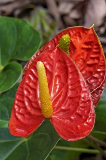 Flamingo Flower Prints: Anthurium