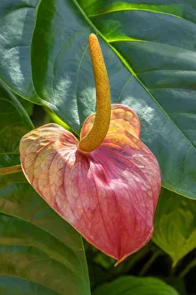 Anthurium