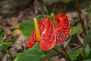 Anthurium