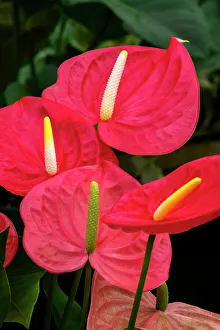 Flamingo Flower Prints: Anthurium