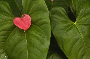 Anthurium Prints: Anthurium (Fam: Araceae, Arthurium sp) growing in the lowlands of Western Ecuador