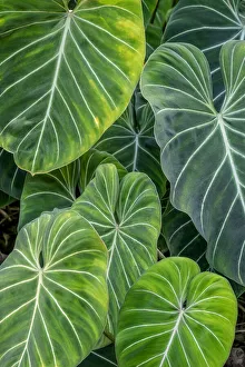 Laceleaf Prints: Anthurium foliage