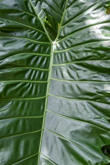 Laceleaf Prints: Anthurium leaf