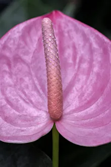Anthurium spadix and spathe