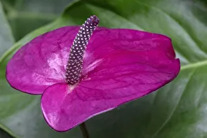 Inflorescence Prints: Anthurium spathe and spadix