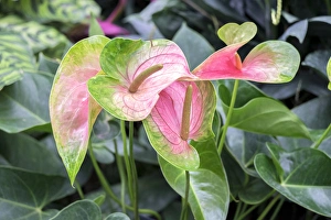 Heart Shape Prints: Anthurium, USA