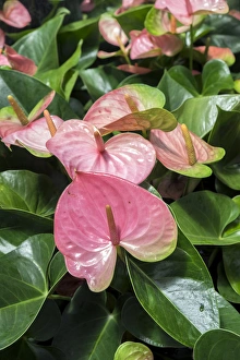 Heart Shape Prints: Anthurium, USA