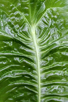 Epiphyte Prints: Anthurium veitchii leaf
