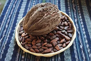 Antigua Prints: Antigua, Guatemala. Cocoa pod and beans
