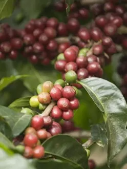 Images Dated 1st January 2007: Antigua, Guatemala: Coffee on the bush