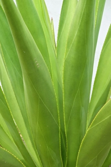 Prints of Antigua, West Indies. Close-up of agave plant Images Dated 2024 December: Antigua, West Indies. Close-up of agave plant