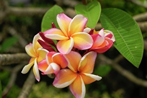 Prints of Antigua, West Indies. Local tropical flowers Images Dated 2024 December: Antigua, West Indies. Local tropical flowers