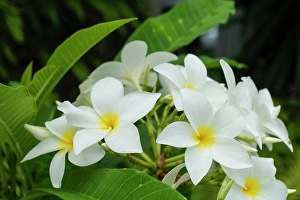 Prints of Antigua, West Indies. Local tropical flowers Images Dated 2024 December: Antigua, West Indies. Local tropical flowers