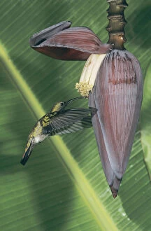 Antillean Mango, Anthracothorax dominicus, male feeding on Banana blossom, Luquillo