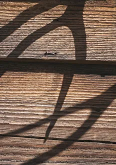 Mystery Prints: Antler shadows on wood, California