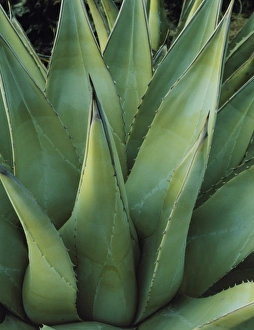 Images Dated 13th August 2012: ANZA BORREGO DESERT STATE PARK, CALIFORNIA. USA. Agave, century plant (Agave parryi)