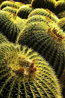 Images Dated 25th May 2022: Apache Junction, Arizona, USA. Cactus