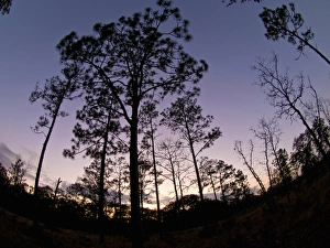 Apalachicola Bluffs and Ravines Preserve, near Apalachicola River, Panhandle, Florida