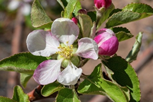 Apple Prints: Apple bloom