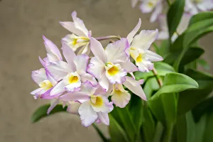 Apple blossom, Iwanagara orchid, USA