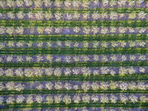 Apple orchard in spring, Marion County, Illinois