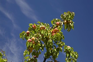 Central Otago Prints: Apricot orchard, Bannockburn, Central Otago, South Island, New Zealand