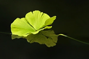 Simple Prints: Aquatic plant on dark water