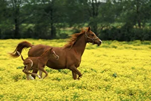 Louisville Prints: Arabian foal